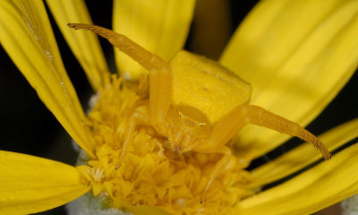 Yellow crab spider waiting for prey