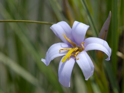Xerophyta retinervis, Velloziaceae