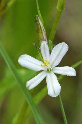 Anthericum cooperi, Anthericaceae