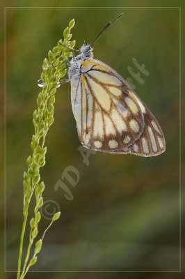 Belenois aurota, Pieridae