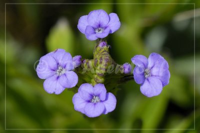 Buchnera simplex, Scrophulariaceae