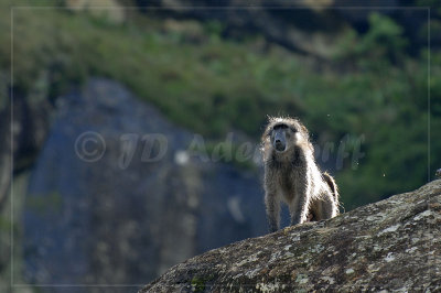Chacma baboon (Papio ursinus) watching passers by