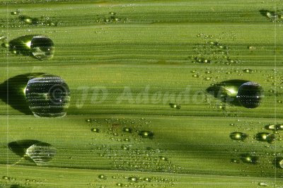 Morning dew on Crocosmia leaves