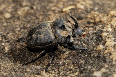 Dynastid rhinoceros beetle