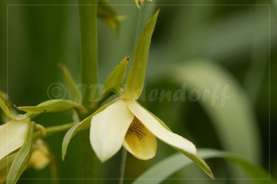 Eulophia calanthoides, Orchidaceae