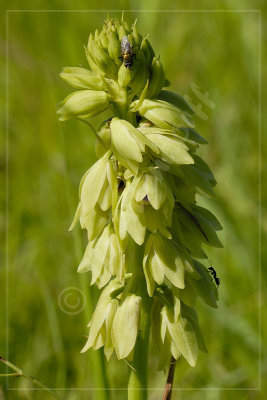 Eulophia foliosa, Orchidaceae