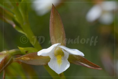 Eulophia ovalis, Orchidaceae