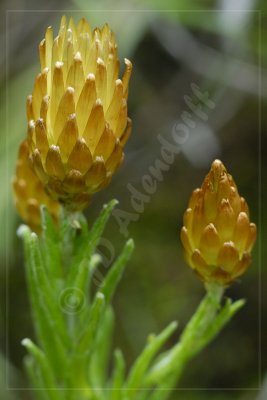 Helichrysum herbaceum, Asteraceae