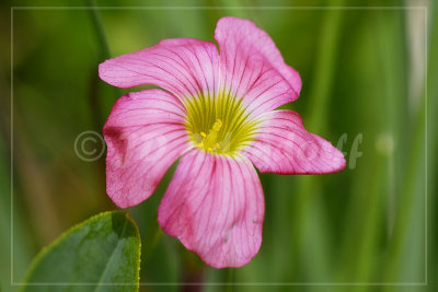 Oxalis semiloba, Oxalidaceae