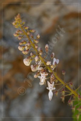 Plectranthus grallatus, Lamiaceae