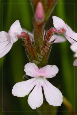 Striga elegans (pink form), Scrophulariaceae
