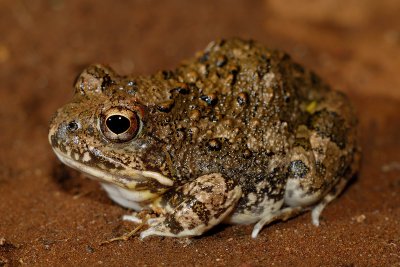 Tremolo sand frog (Tomopterna cryptotis)