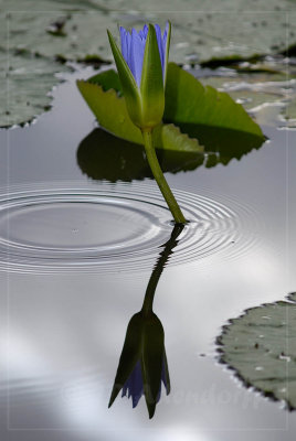 Waterlily and ripples