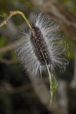 Caterpillars, Scottburgh