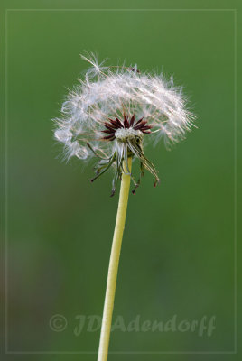 Dandelion