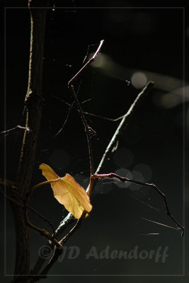 Last leaf