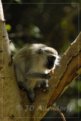Vervet monkey eating wild figs