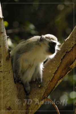 Vervet monkey eating wild figs