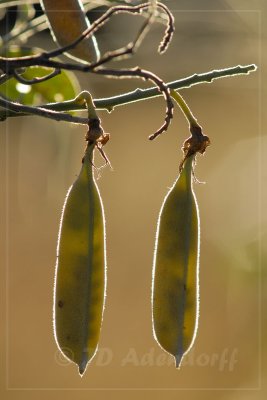 Pods