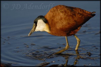 African jacana (Actophilornis africana)