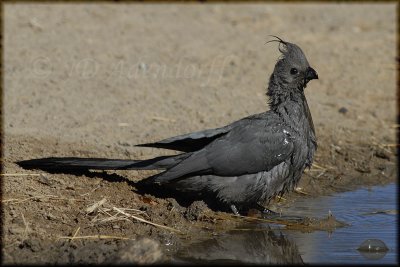 Grey lourie (Corythaixoides concolor)