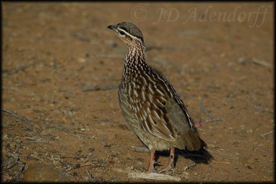 Crested francolin (Francolinus sephaena)