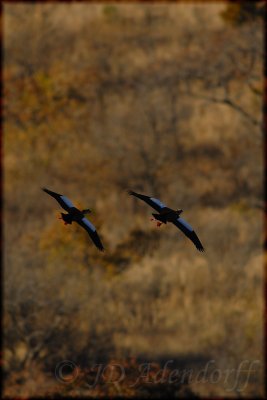 Egyptian geese (Alopochen aegyptiacus)