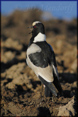 Blacksmith plover (Vanellus armatus)