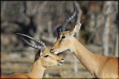 Grooming impalas (Aepyceros melmpus)
