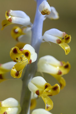 Lachenalia mutabilis, Hyacinthaceae