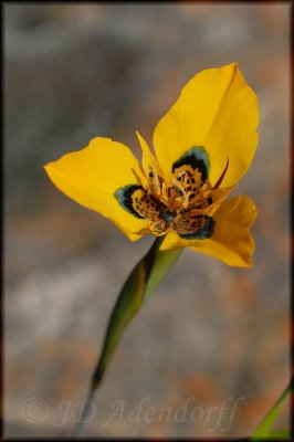 Moraea tulbaghensis, Iridaceae