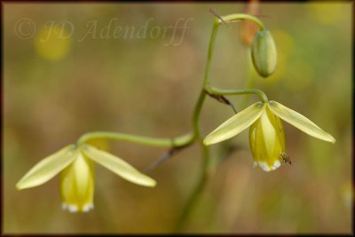 Albuca sp., Hyacinthaceae