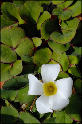 Oxalis purpurea