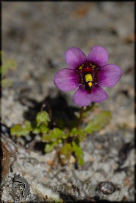 Diascia elongata