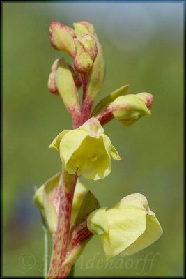 Pterygodium catholicum, Orchidaceae