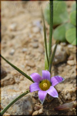 Romulea rosea, Iridaceae