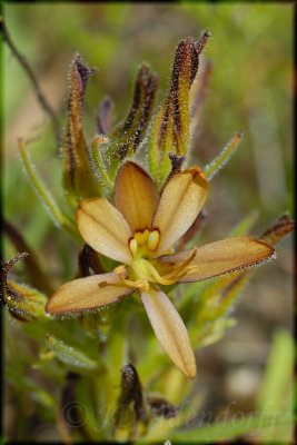 Wachendorfia brachyandra, Haemodoraceae