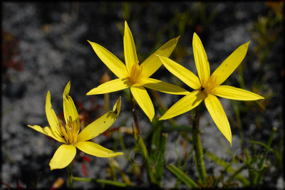 Spiloxene capensis (Cape Peninsula yellow form), Hypoxidaceae