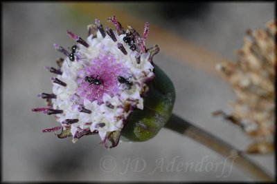Othonna digitata, Asteraceae