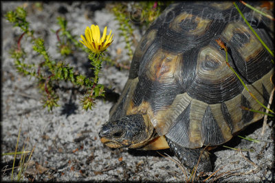 Tortoise & Oedera capensis