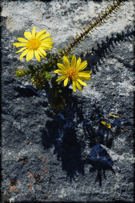 Oedera capensis, Asteraceae