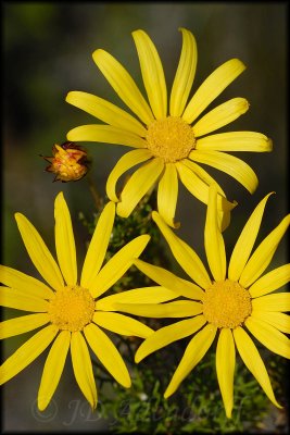 Euryops abrotanifolia, Asteraceae