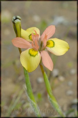 Moraea papilionacea, Iridaceae