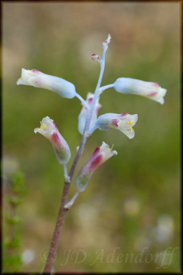 Lachenalia unifolia, Hyacinthaceae