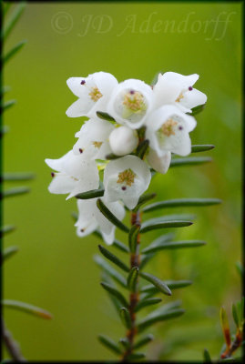 Erica peziza, Ericaceae