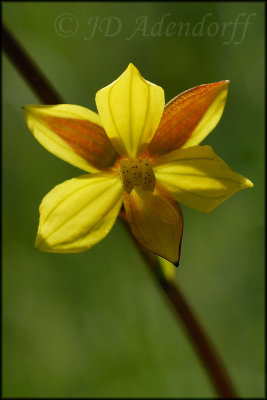 Cyanella alba, Tecophilaceae