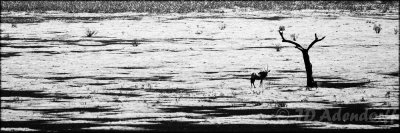 Gemsbok on a dry flood plain