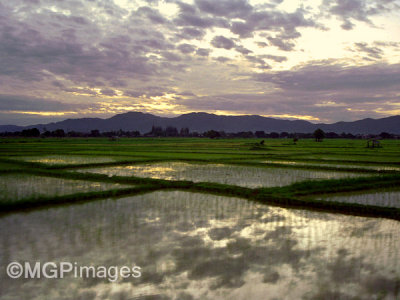 Rice paddies, Northern Thailand