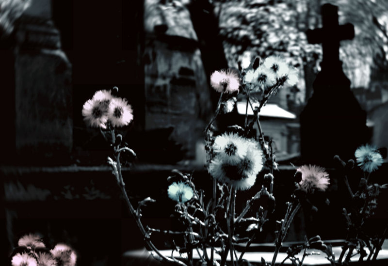flowers of decay