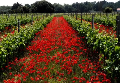 vineyards and  poppies